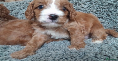 Cavapoo dogs - Advert 6