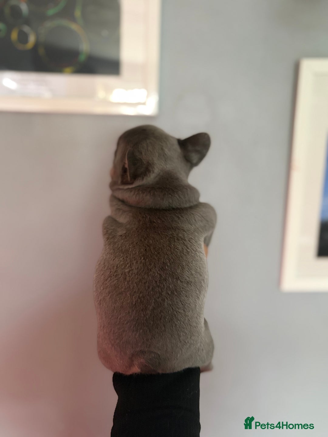French Bulldog dogs for sale: Chunky French bulldog puppies  - Image 18