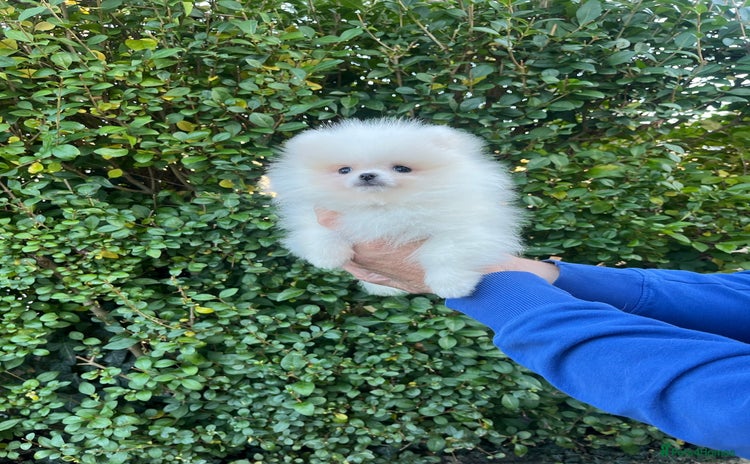 Pomeranian dogs 🐼Teddy Face🔥Top quality 🏆Very Tiny - Advert 1