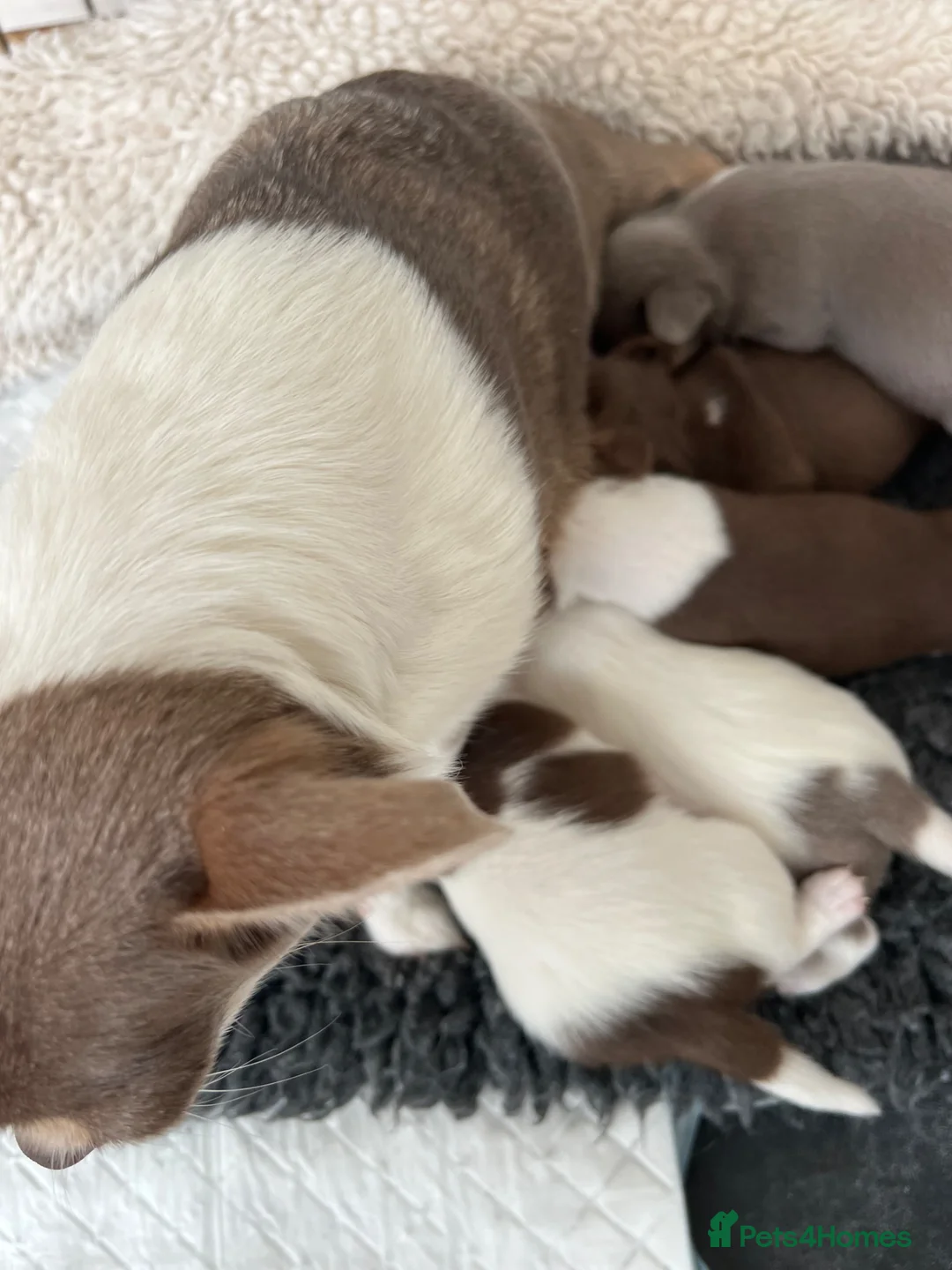 Chihuahua dogs for sale: Gorgeous tiny chihuahua puppies ready to reserve💜 - Advert 2