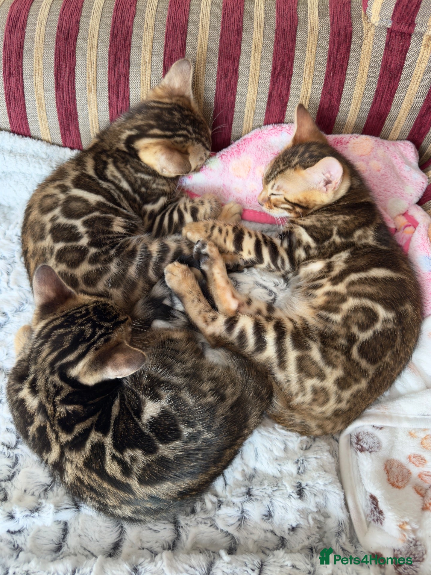 Bengal cats for sale: TICA Active Championship Bengal Kittens - Advert 1