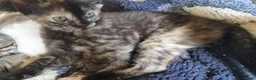 Mixed Breed cats for sale: Very pretty kittens looking for their loving home - Advert 2