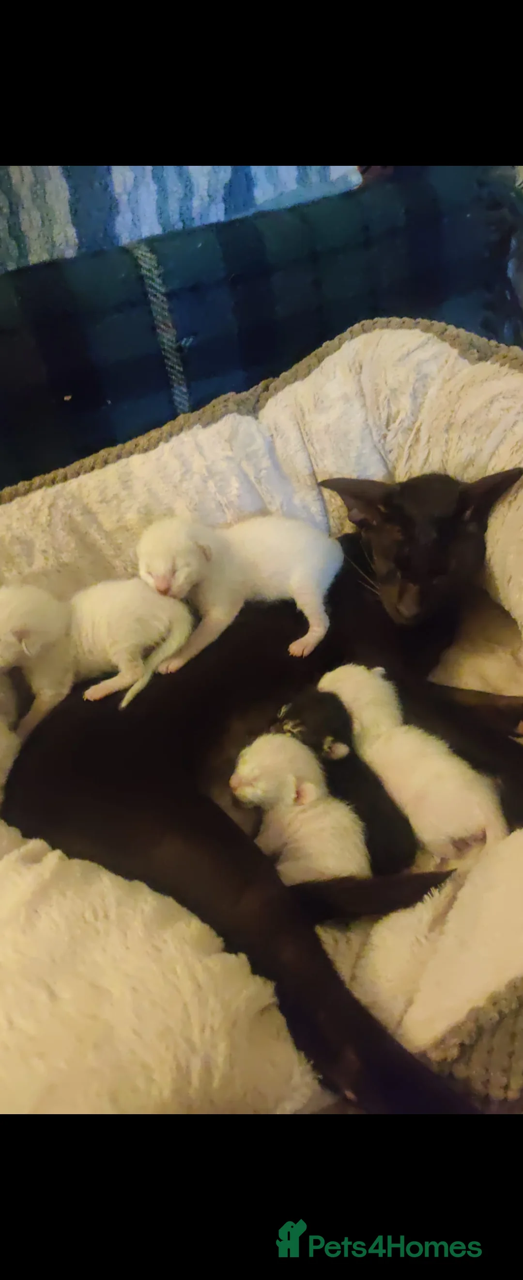 Bengal cats for stud: Proven Snow Bengal for studd in Southampton - Advert 27