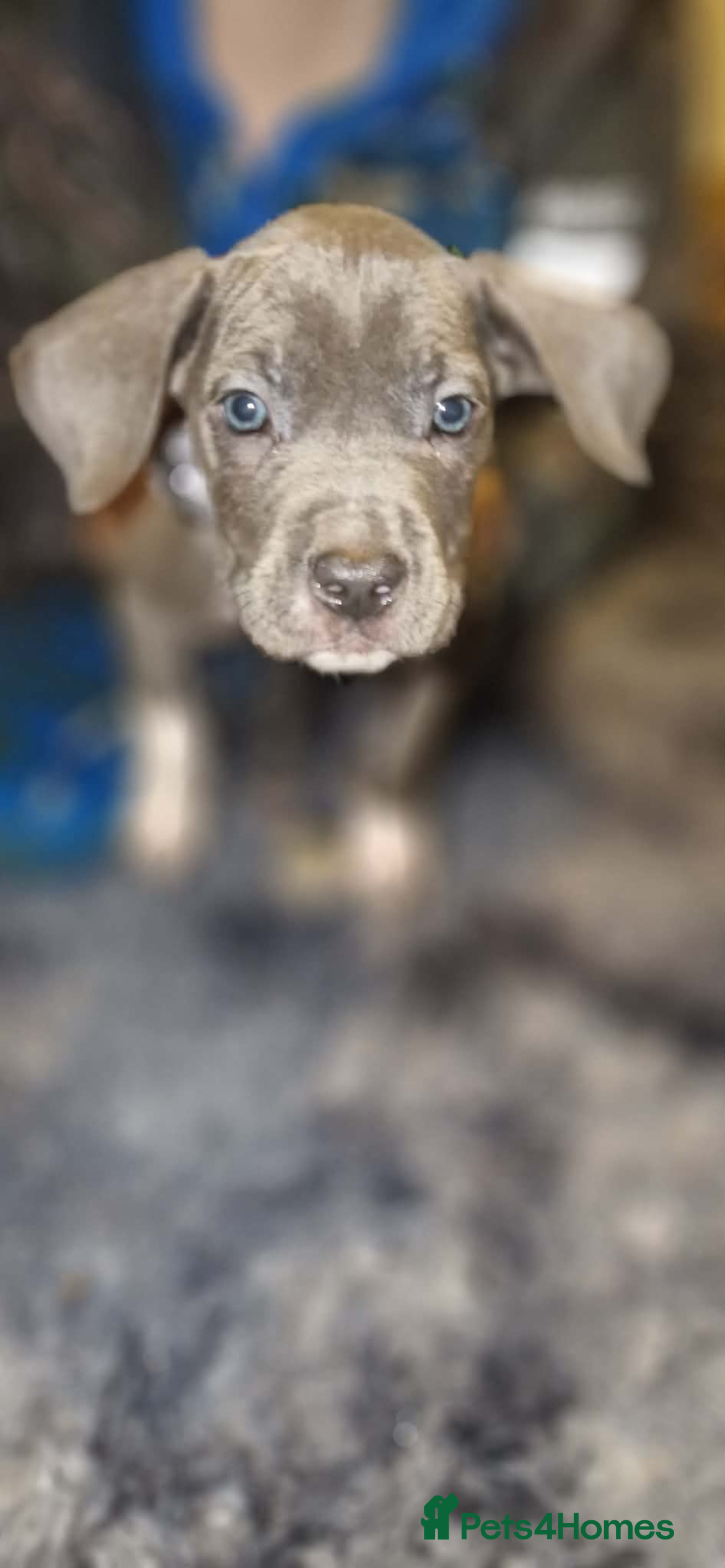 Mixed Breed dogs Cane corso hybrid - Advert 10