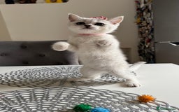 Scottish Fold cats for sale: Scottish Straight Girl  - Image 7