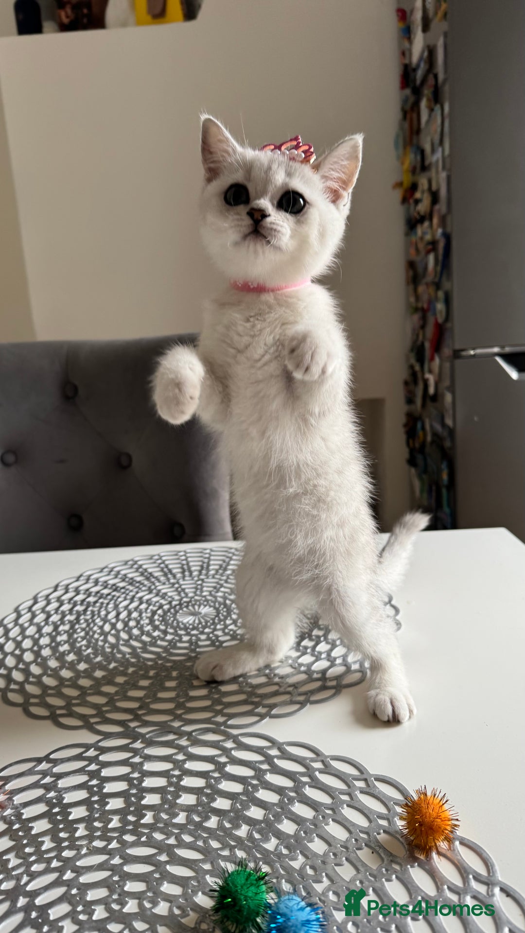 Scottish Fold cats for sale: Scottish Straight Girl  - Image 7
