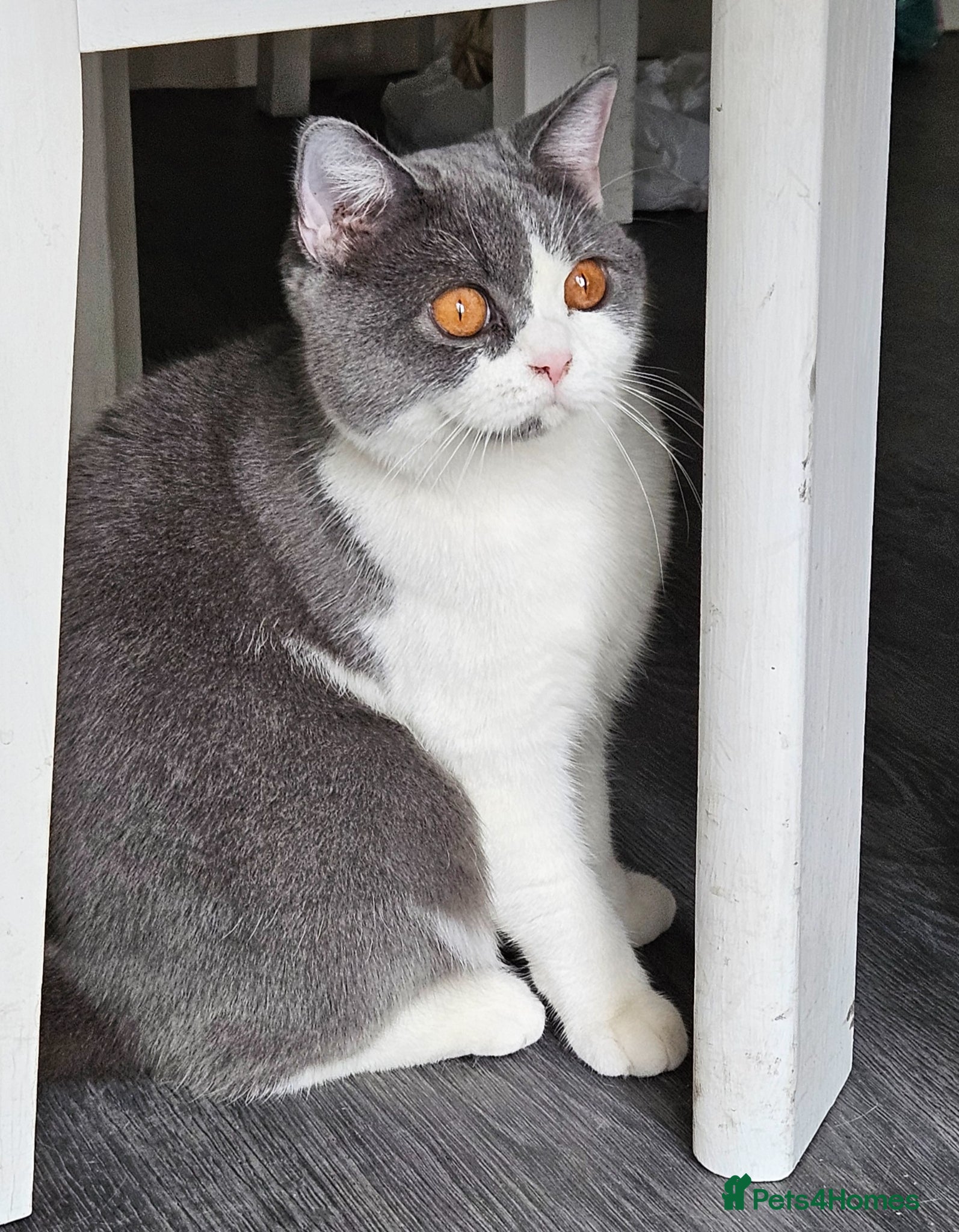 British Shorthair cats GCCF ACTIVE SALES DENTON MANCHESTER  - Advert 10