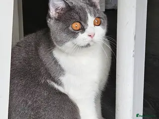 British Shorthair cats GCCF ACTIVE SALES DENTON MANCHESTER - Advert 10