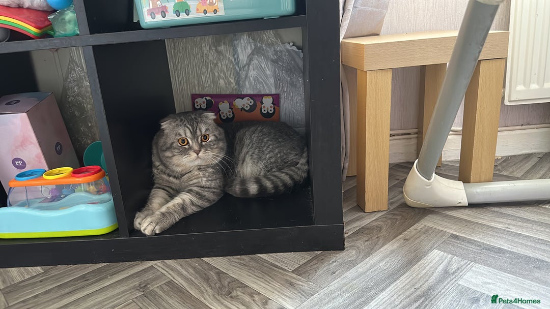 Mixed Breed cats for sale: Ragdoll X Scottish fold  - Image 6