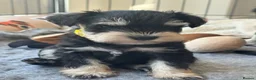 Miniature Schnauzer dogs for sale: 🐾 Miniature Schnauzer Puppies - Advert 14