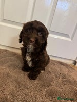 Cockapoo dogs F1 cockerpoo puppies - Advert 2