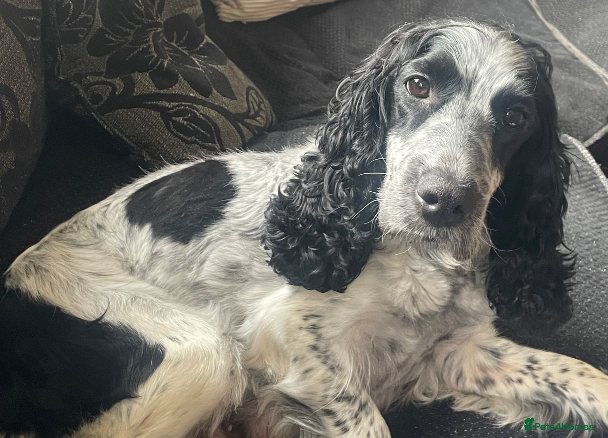 Cockapoo dogs for sale: Stunning F1b Cockapoo puppies - Advert 2