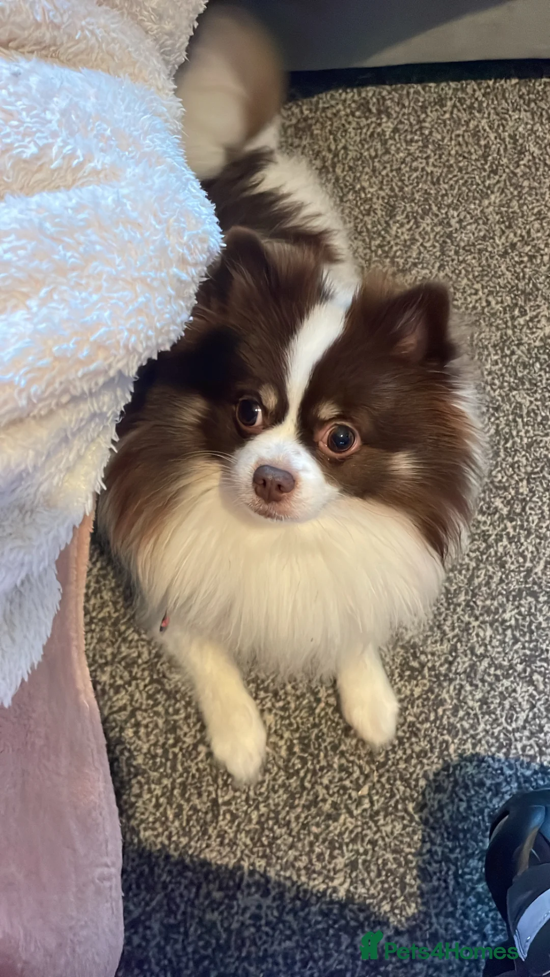Pomeranian dogs for sale: Beautiful 3 year old fox faced Pomeranian male  - Advert 2
