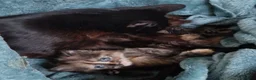 Mixed Breed cats for sale: Beautiful strikingly marked kittens  - Advert 5