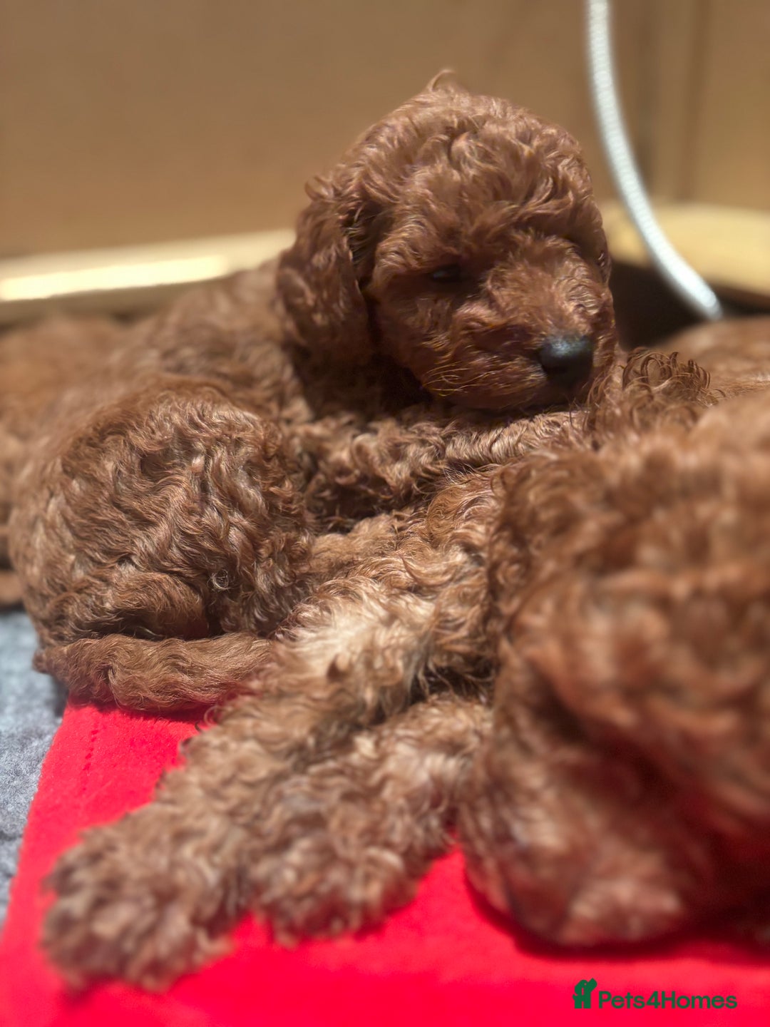 Miniature Poodle dogs for sale: KC Registered red miniature poodles  - Advert 7