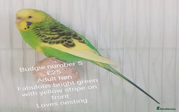 Budgerigars birds for sale: Budgies - babies, adults & pairs available/ - Image 11