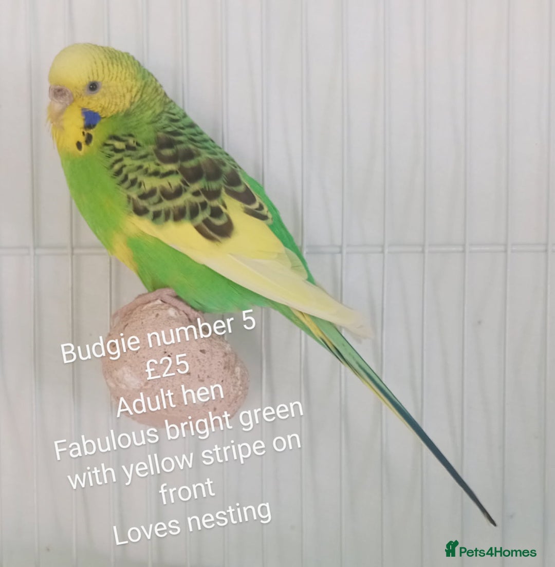 Budgerigars birds for sale: Budgies - babies, adults & pairs available/ - Image 11