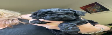 Cockapoo 3