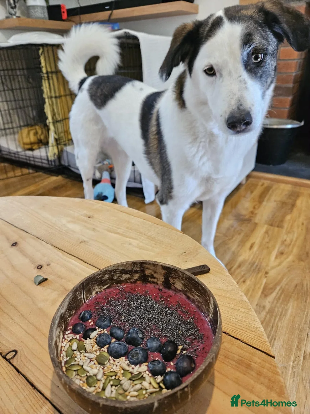 Mixed Breed dogs for adoption: Ted – Adventure Buddy Seeking His Person 💙 in Pitlochry - Advert 8