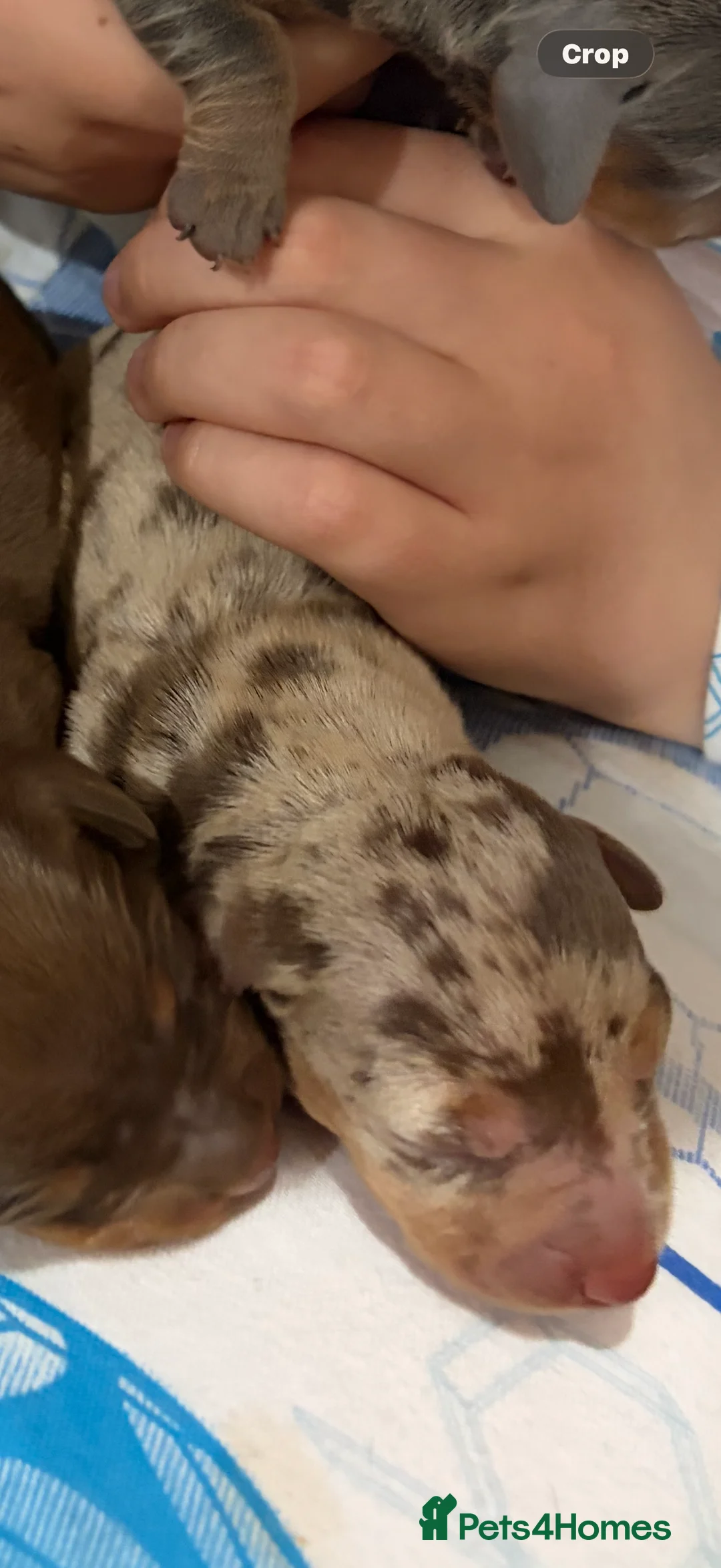Miniature Dachshund dogs for sale: Miniature dachshund puppies in Ashington - Advert 2