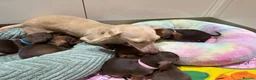 Miniature Dachshund dogs for sale: Chocolate & Tan Miniature Dachshund Pups  - Advert 10