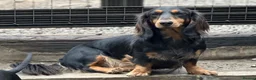 Dachshund dogs for sale: KC Standard Long Haired Dachshund Puppies - Advert 21