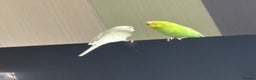 Budgerigars birds for sale: Budgies looking for a new home.  - Advert 1