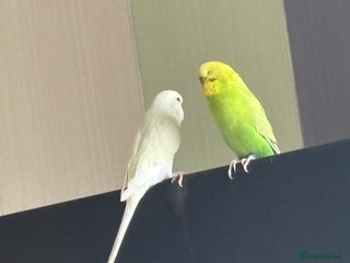 Budgerigars birds Budgies looking for a new home. - Advert 3