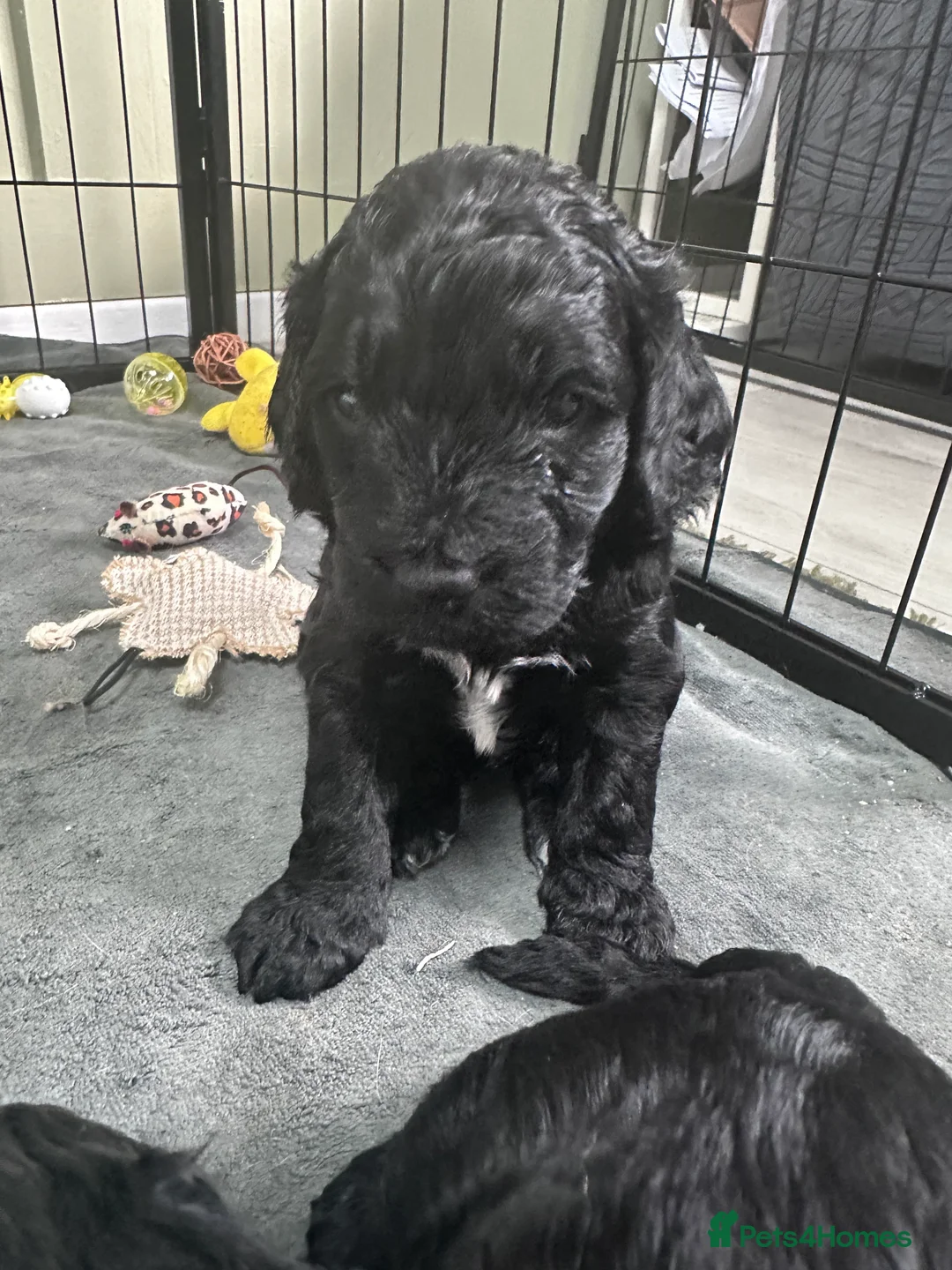 Cockapoo dogs for sale: Beautiful F2 Cockapoo Puppies - Advert 5