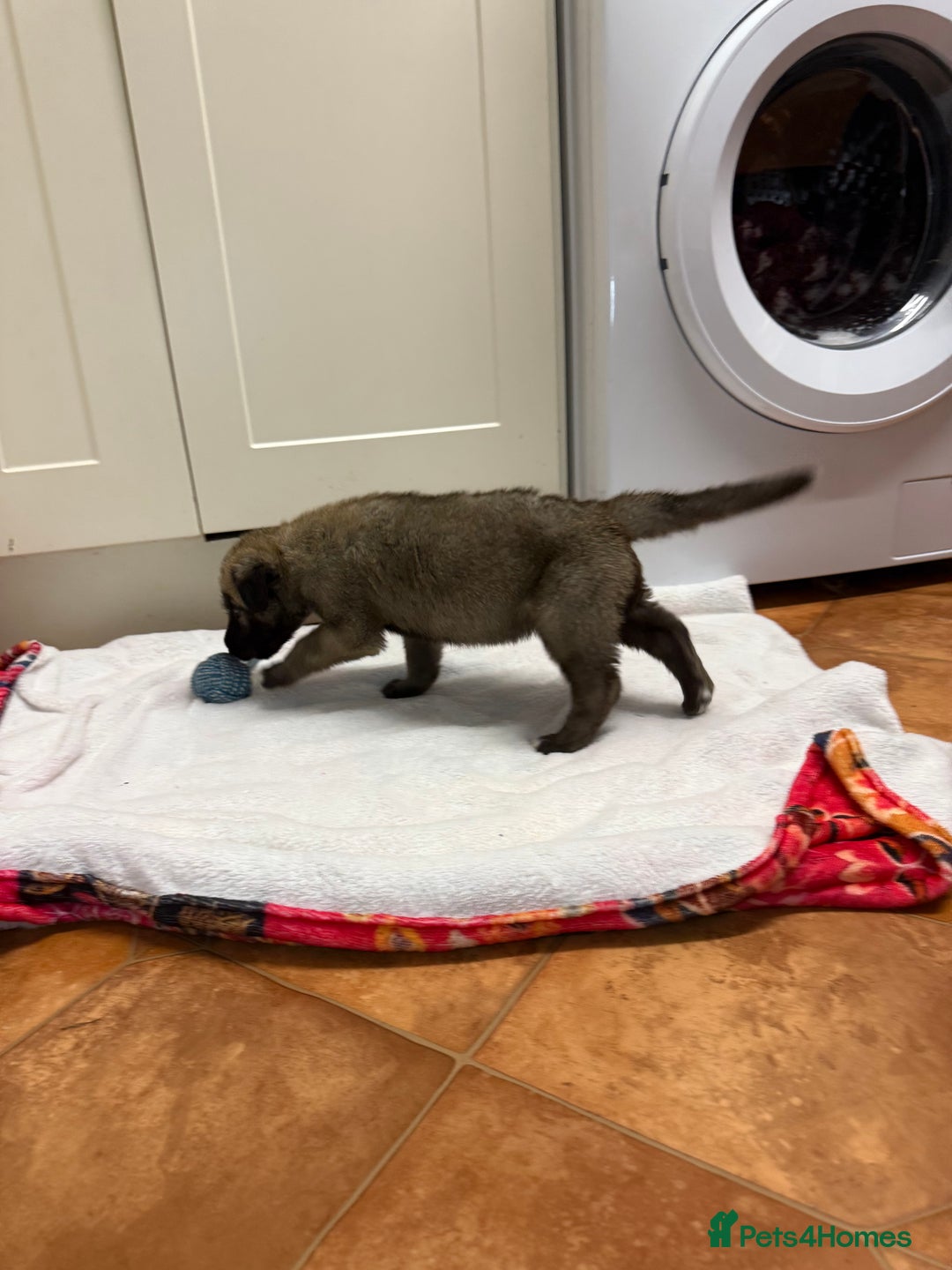 Irish Wolfhound dogs for sale: Bred From Extensively Health Tested Parents - Advert 20