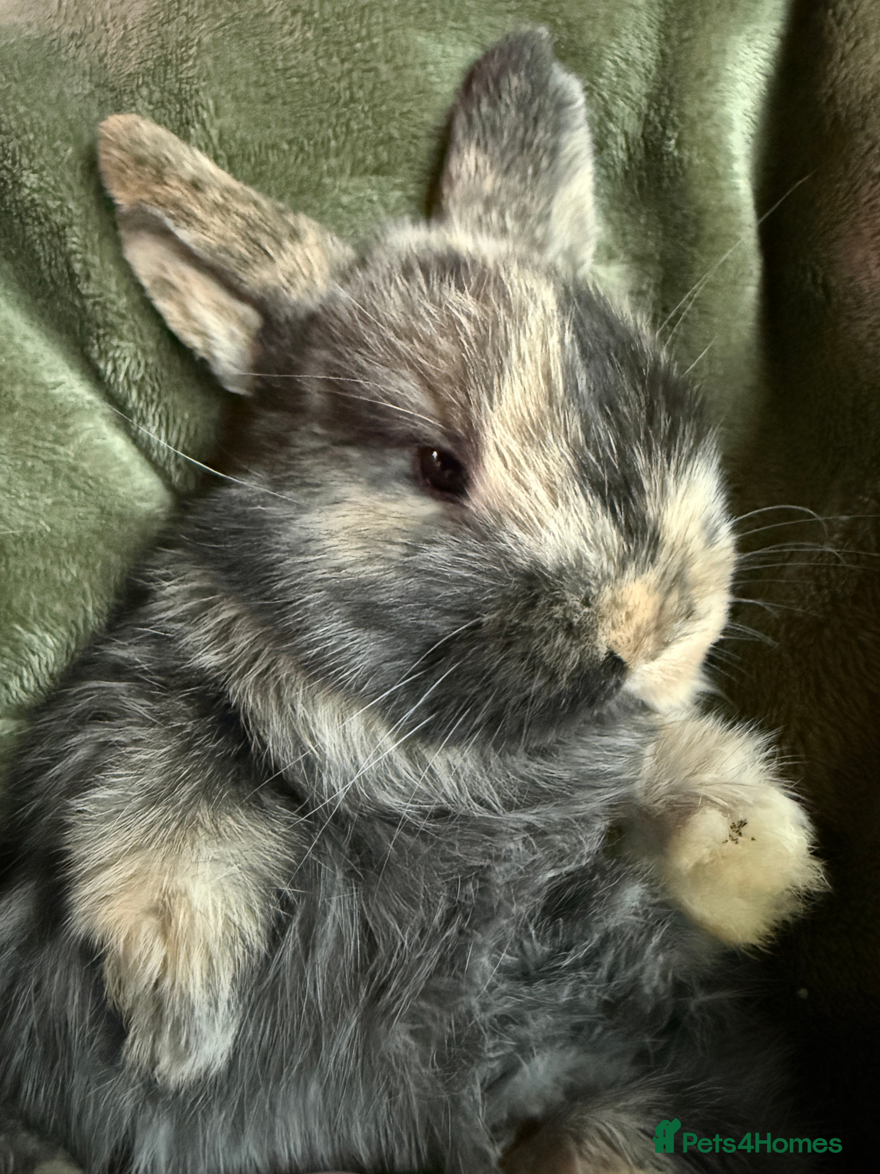 French Lop rabbits French lop babies. - Advert 7