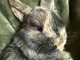French Lop rabbits French lop babies. - Advert 1