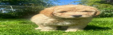 Cockapoo 1