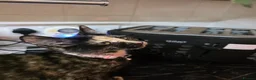 Mixed Breed cats for sale: Tortoiseshell Female Kitten For Rehome  - Advert 2
