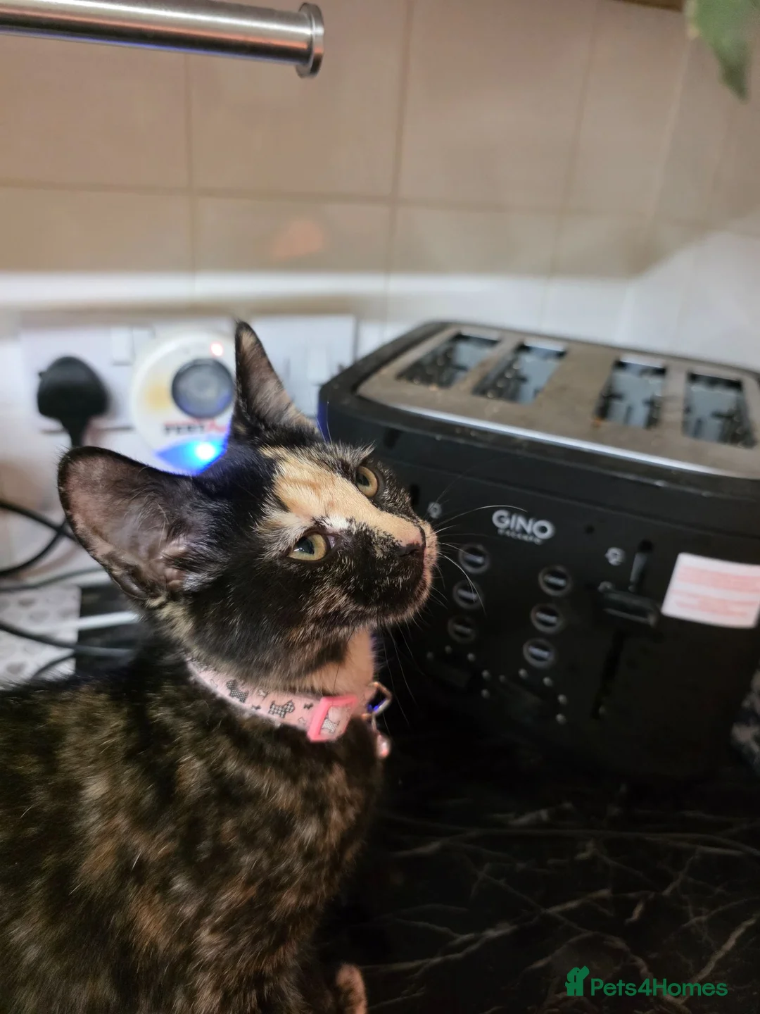 Mixed Breed cats for sale: Tortoiseshell Female Kitten For Rehome  - Advert 2