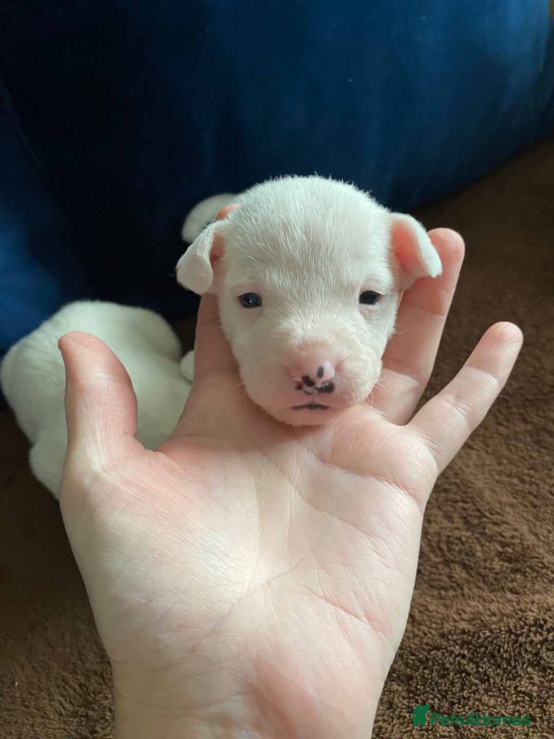 Parson Russell dogs for sale: Quality Parson Russell Terrier Male Puppies - Image 3