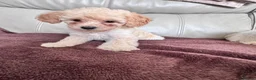 Toy Poodle dogs for sale: 5 Adorable Toy Poodle Puppies - Advert 20