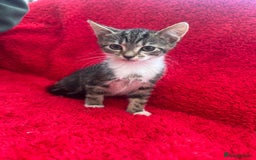 Mixed Breed cats for sale: Gorgeous kittens - Image 7