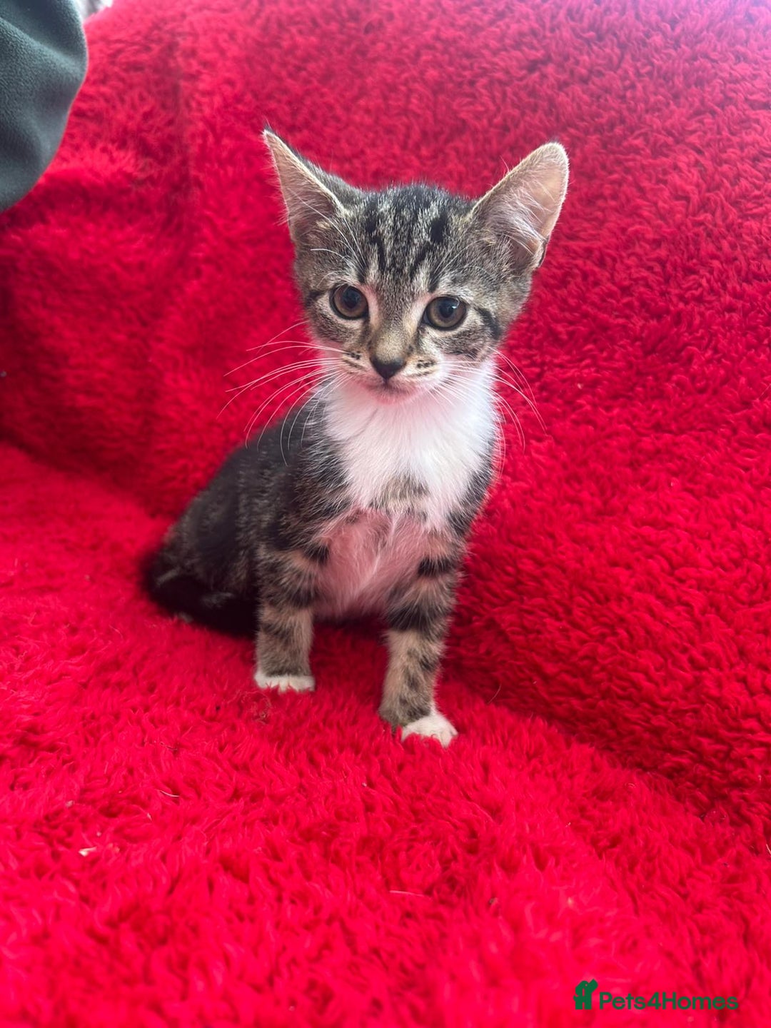 Mixed Breed cats for sale: Gorgeous kittens - Image 7