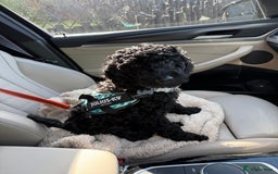 Labradoodle dogs for sale: Price reduced ready now Toy mini labradoodle f2bb  - Image 1