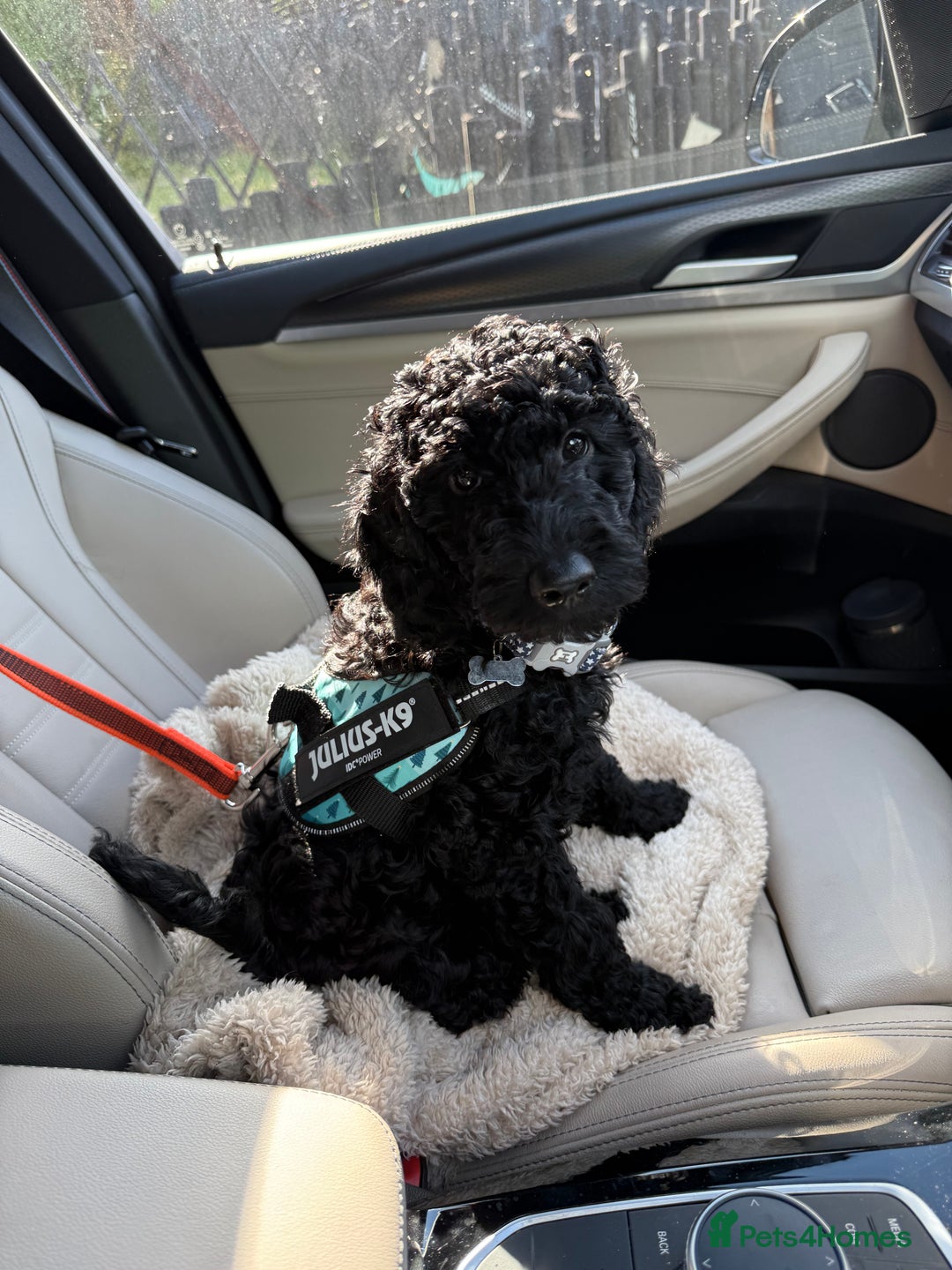 Labradoodle dogs for sale: Price reduced ready now Toy mini labradoodle f2bb  - Image 1