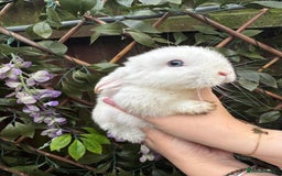 Mini Lop rabbits for sale: Mini Lop/Rex Bunnies ❄️  - Advert 2