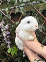 Mini Lop rabbits Mini Lop/Rex Bunnies ❄️ - Advert 2