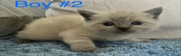 Mixed Breed cats for sale: Stunning ragdoll x BSH kittens - Advert 6