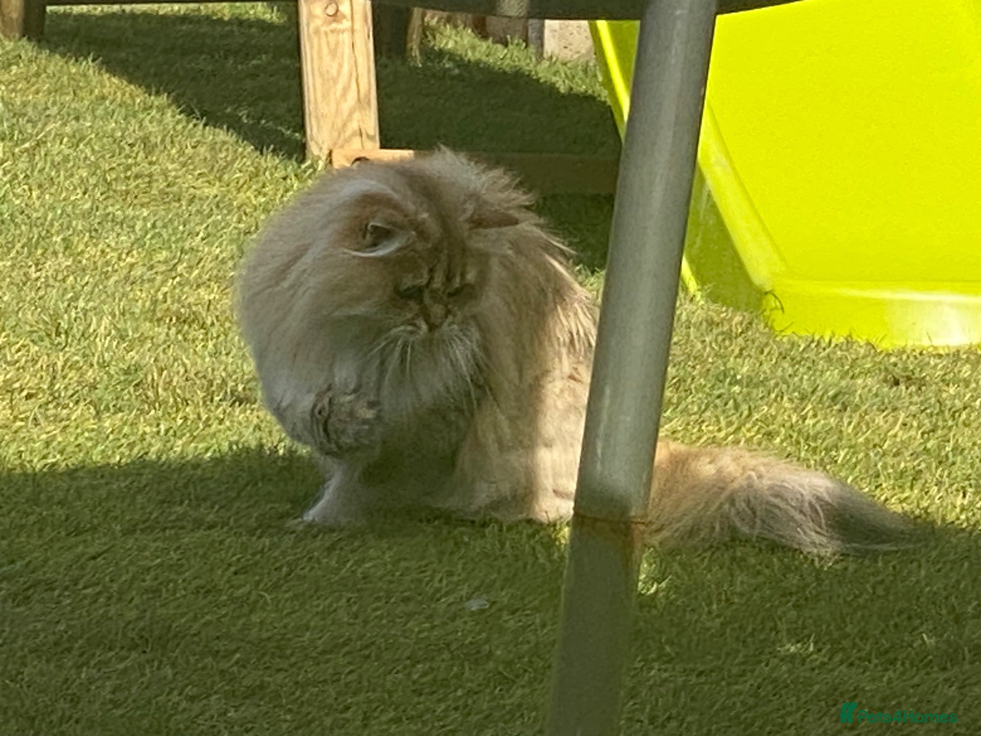 British Longhair cats British longhair girl  - Advert 23