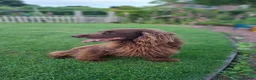 Cocker Spaniel dogs for sale: Working Cocker Spaniel Puppies - Advert 22