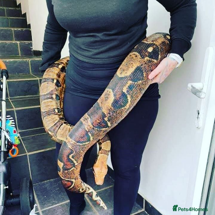 Boa Snake reptiles 9ft Boa constrictor plus vivarium  - Advert 1