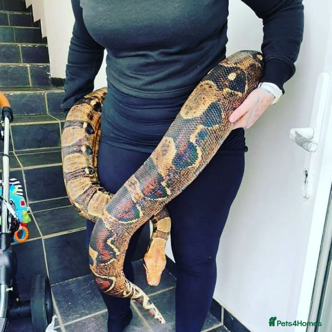 Boa Snake reptiles for sale: 9ft Boa constrictor plus vivarium  in Saint Leonards-on-sea - Advert 1
