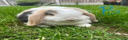 Mini Lop rabbits for sale: Mini Lop Rabbits For Sale  - Advert 8