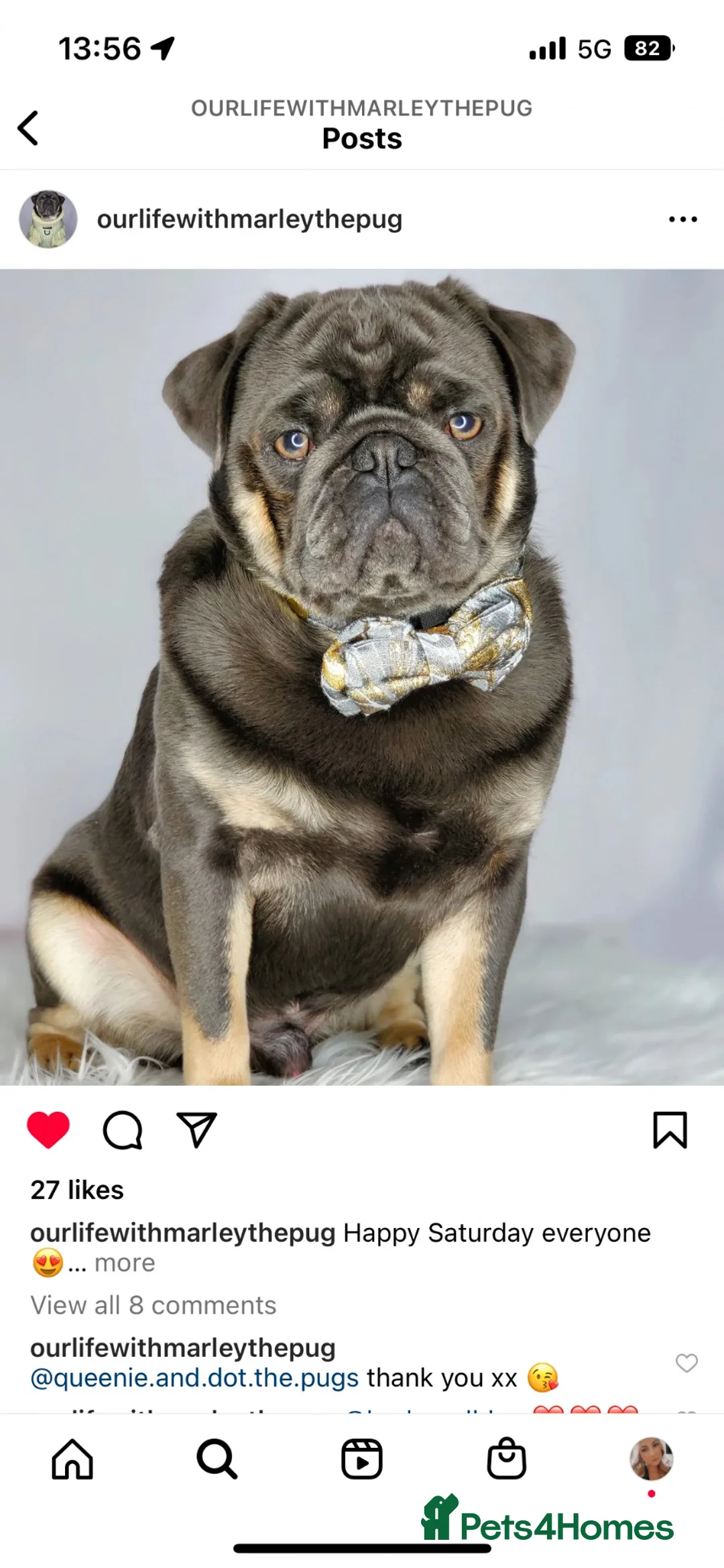 Pug dogs for stud: KC reg Black & Tan Pug for Stud  - Advert 8